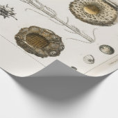 KRUIDER : FOSSIELSCHEMA : GOLDSMITH CADEAUPAPIER (Hoek)