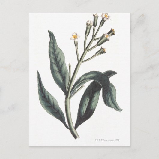 kruidnagel briefkaart (Voorkant)