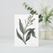 kruidnagel briefkaart (Staand voorkant)