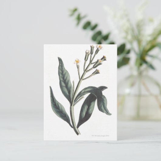 kruidnagel briefkaart (Staand voorkant)