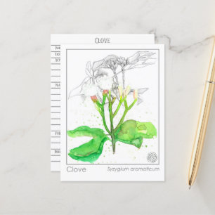 Kruidnagel Materia Medica Monograph Herbal Studie  Briefkaart