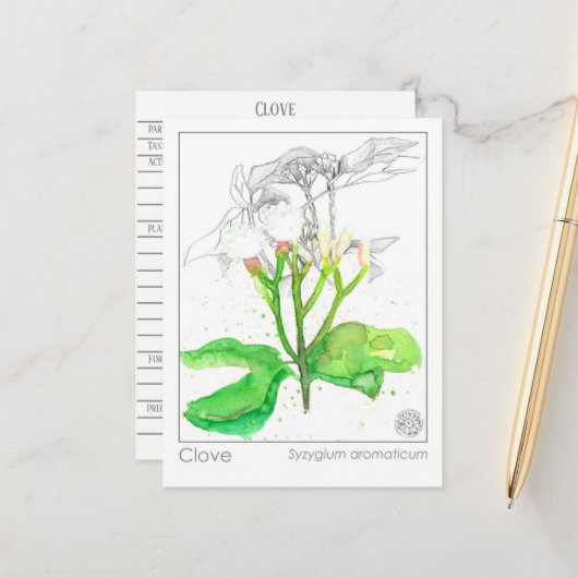 Kruidnagel Spice Materia Medica Monograph Herbal Briefkaart (Voorkant / Achterkant in situ)