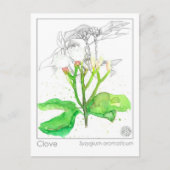 Kruidnagel Spice Materia Medica Monograph Herbal Briefkaart (Voorkant)