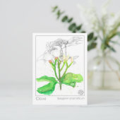 Kruidnagel Spice Materia Medica Monograph Herbal Briefkaart (Staand voorkant)