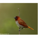 kruidzoeker staand fotobeeldje<br><div class="desc">een kleurrijke vogel als kunst !</div>