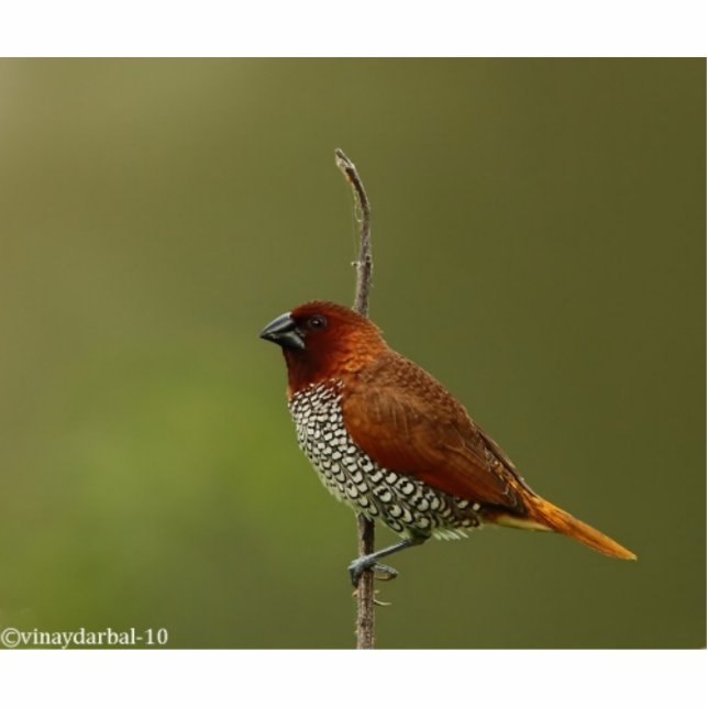 kruidzoeker staand fotobeeldje  (Voorkant)