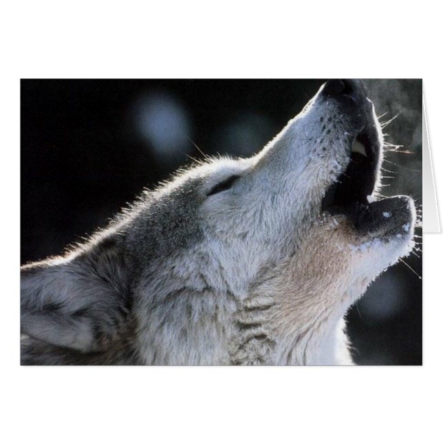 kruipen (Voorkant Horizontaal)