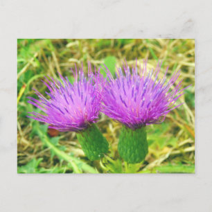 Kruipen of veld distel Briefkaart