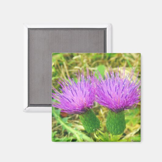 Kruipen of veld distel magneet (Voorkant / Achterkant)