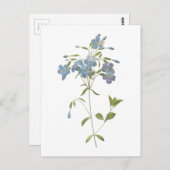 kruipende flox (Phlox reptans) van Redouté Briefkaart (Voorkant / Achterkant)