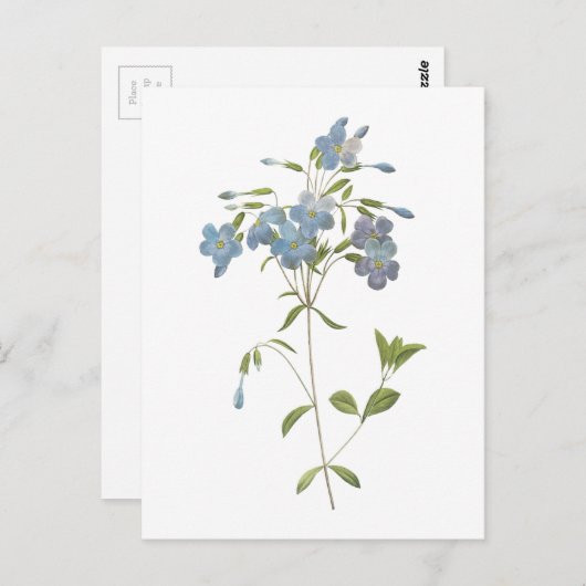 kruipende flox (Phlox reptans) van Redouté Briefkaart (Voorkant / Achterkant)