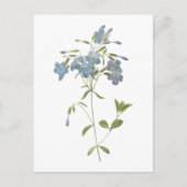 kruipende flox (Phlox reptans) van Redouté Briefkaart (Voorkant)