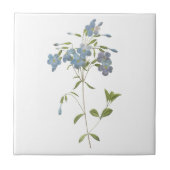 kruipende flox (Phlox reptans) van Redouté Tegeltje (Voorkant)