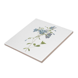 kruipende flox (Phlox reptans) van Redouté Tegeltje