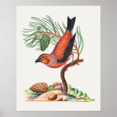 Kruisbek vogel poster (Voorkant)