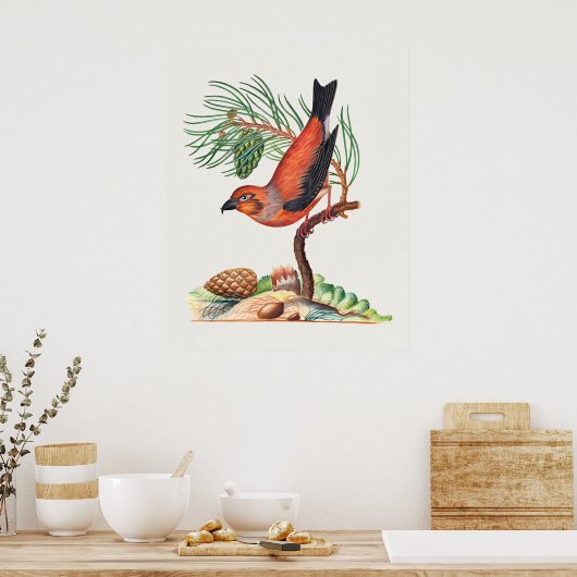 Kruisbek vogel poster (Keuken)