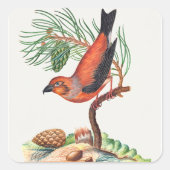 Kruisbek vogel vierkante sticker (Voorkant)