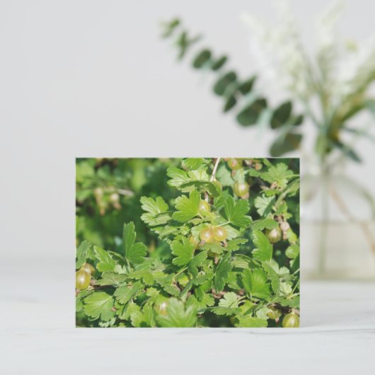 kruisbes briefkaart (Staand voorkant)