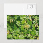 kruisbes briefkaart (Voorkant / Achterkant)