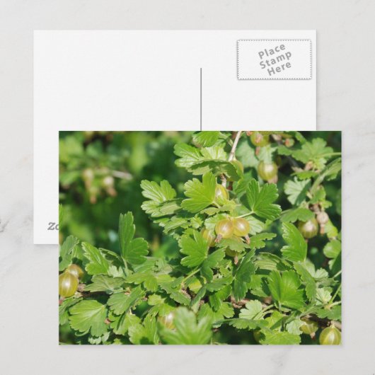 kruisbes briefkaart (Voorkant / Achterkant)