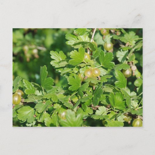 kruisbes briefkaart (Voorkant)