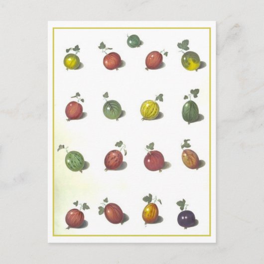  kruisbessen Briefkaart (Voorkant)