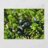 Kruisbessen op het eiland Unalaska Briefkaart (Voorkant)