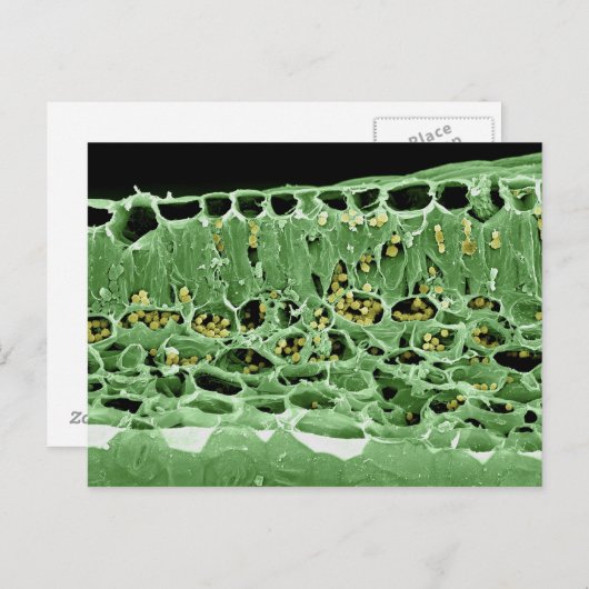 Kruisdoorsnede van leder briefkaart (Voorkant / Achterkant)