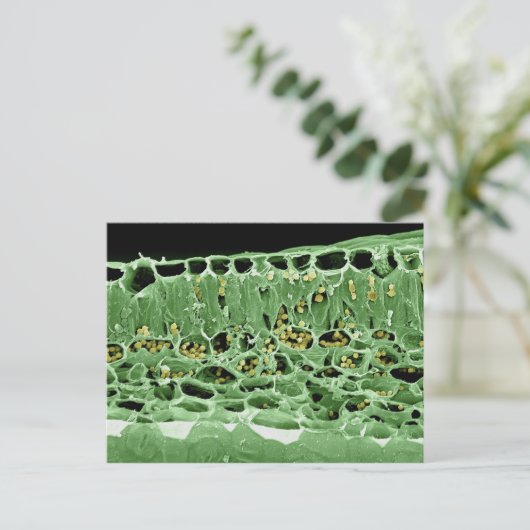 Kruisdoorsnede van leder briefkaart (Staand voorkant)