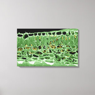 Kruisdoorsnede van leder canvas afdruk
