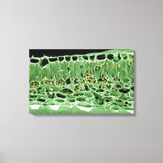 Kruisdoorsnede van leder canvas afdruk (Voorkant)