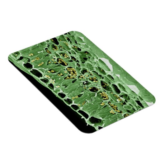 Kruisdoorsnede van leder magneet (Rechterzijde)