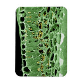 Kruisdoorsnede van leder magneet (Verticaal)