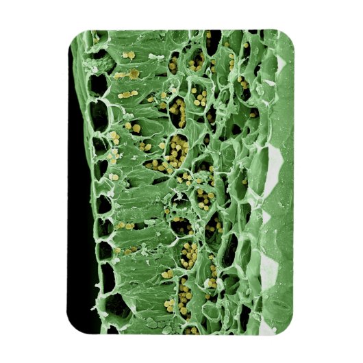 Kruisdoorsnede van leder magneet (Verticaal)