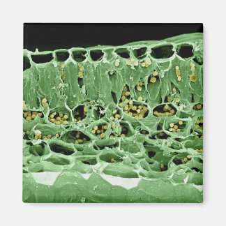 Kruisdoorsnede van leder magneet