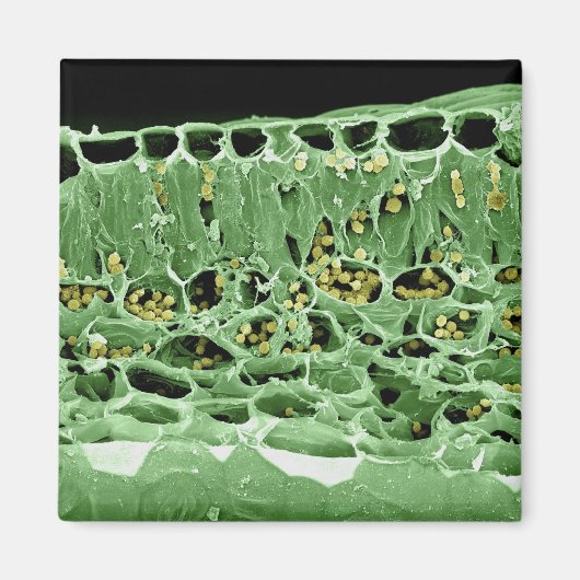 Kruisdoorsnede van leder magneet (Voorkant)