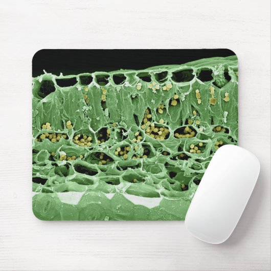 Kruisdoorsnede van leder muismat (Met muis)