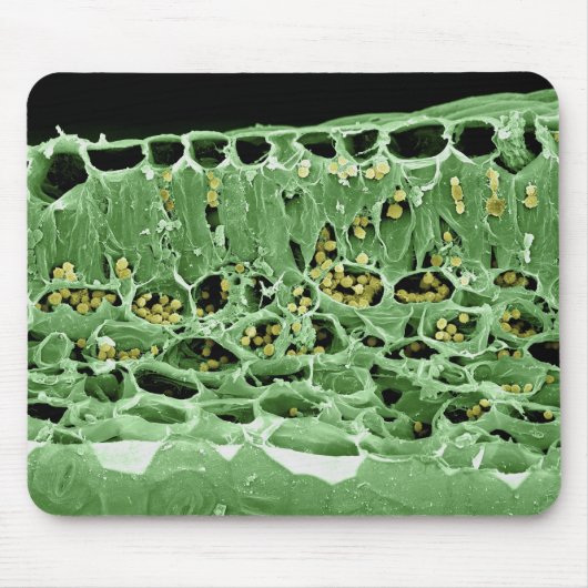 Kruisdoorsnede van leder muismat (Voorkant)