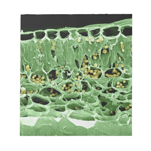 Kruisdoorsnede van leder notitieblok (Voorkant)
