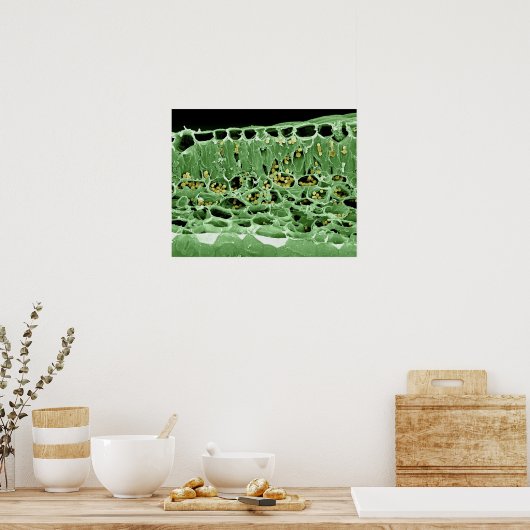 Kruisdoorsnede van leder poster (Keuken)