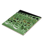 Kruisdoorsnede van leder tegeltje (Zijkant)