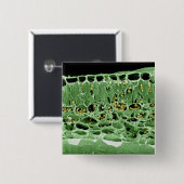 Kruisdoorsnede van leder vierkante button 5,1 cm (Voorkant /achterkant)