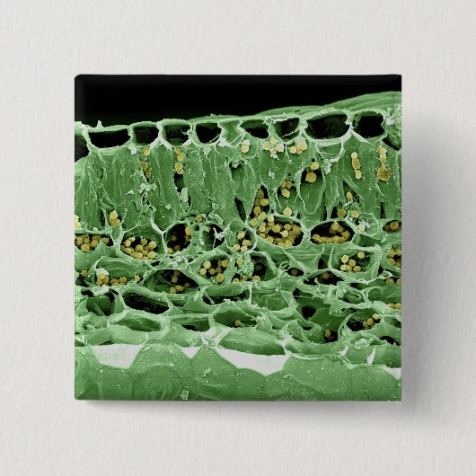 Kruisdoorsnede van leder vierkante button 5,1 cm (Voorkant)