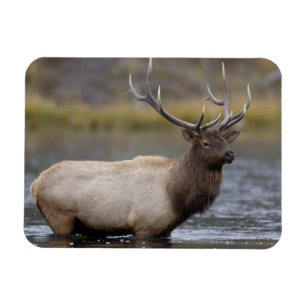 Kruisende Wapitihengst Nationaal Park Yellowston Magneet