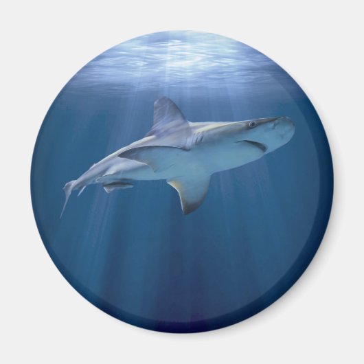 Kruishaai Magneet (Voorkant)