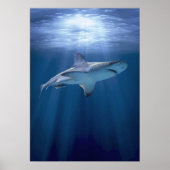 Kruishaai Poster (Voorkant)