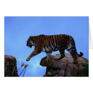 kruising van de tijger