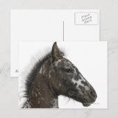 kruising van een Appaloosa met een Briefkaart (Voorkant / Achterkant)