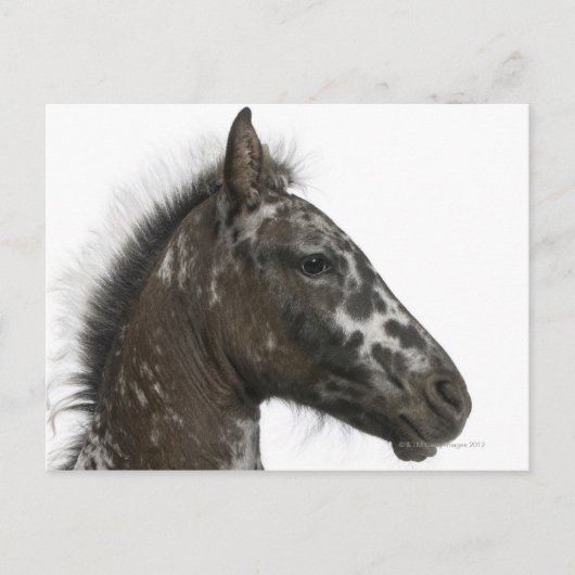 kruising van een Appaloosa met een Briefkaart (Voorkant)