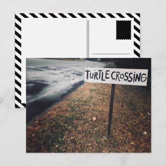 kruising van schildpad briefkaart (Voorkant / Achterkant)